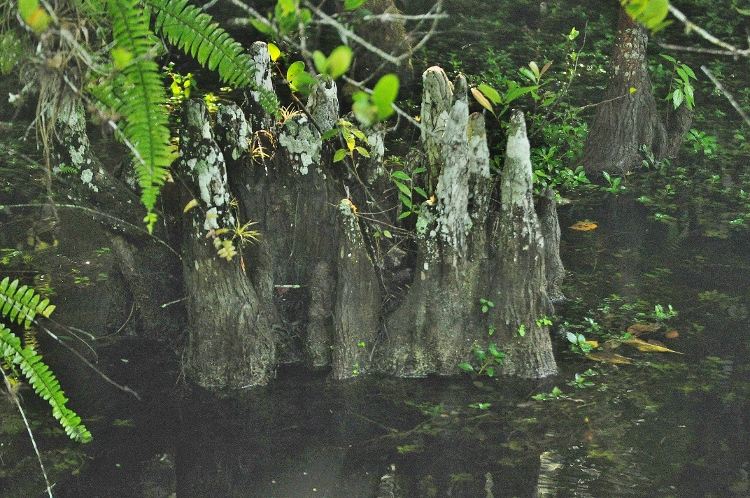 cypress knees